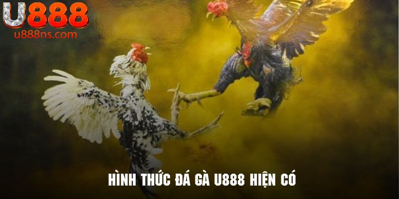 Tìm hiểu về những hình thức đá gà U888 hiện có