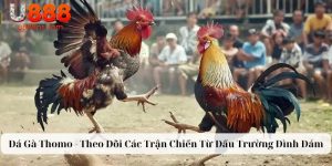 Đá Gà Thomo - Theo Dõi Các Trận Chiến Từ Đấu Trường Đình Đám